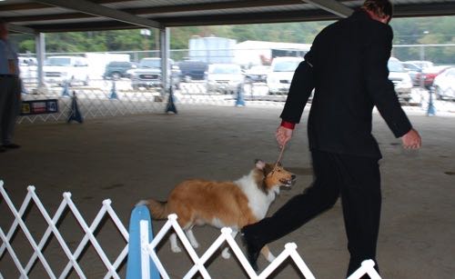 Ginger20091108HoneytreeDarkGingerDogShow14 - 2009-11-08 at 13-06-22_g8it25.jpg